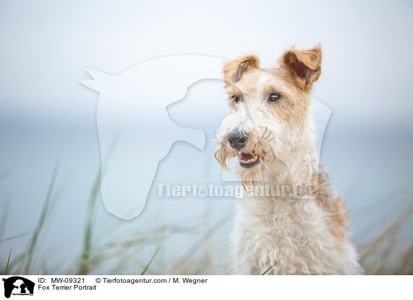Fox Terrier Portrait / MW-09321