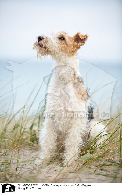 sitzender Foxterrier / sitting Fox Terrier / MW-09322
