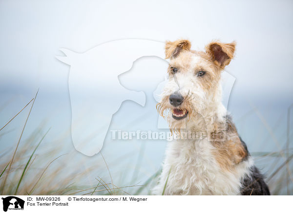 Fox Terrier Portrait / MW-09326