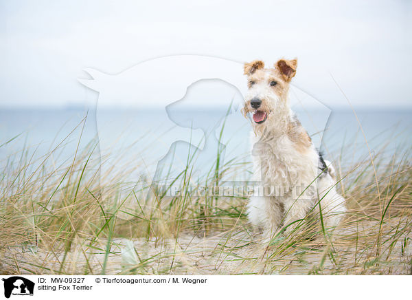 sitzender Foxterrier / sitting Fox Terrier / MW-09327