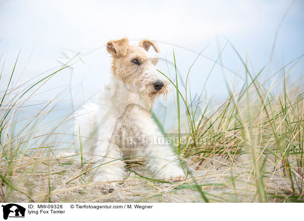 liegender Foxterrier / lying Fox Terrier / MW-09328
