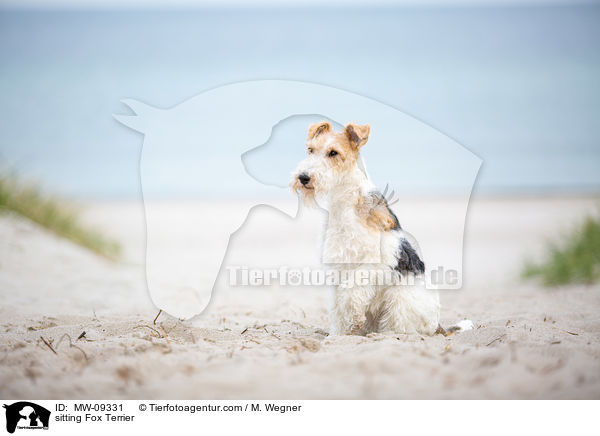 sitzender Foxterrier / sitting Fox Terrier / MW-09331