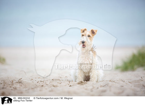 sitzender Foxterrier / sitting Fox Terrier / MW-09332