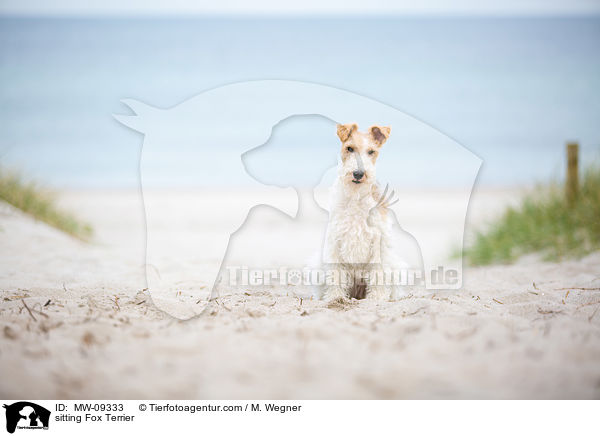 sitzender Foxterrier / sitting Fox Terrier / MW-09333