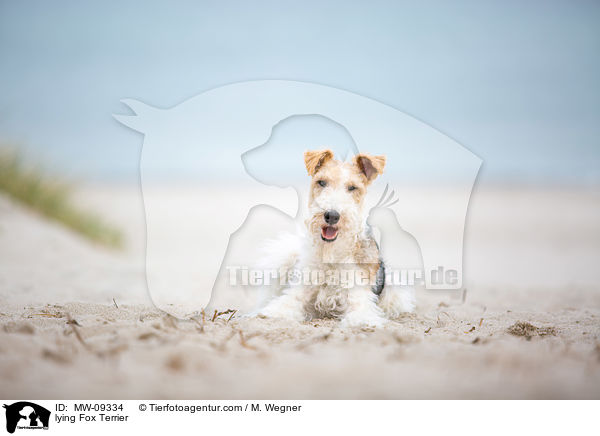 liegender Foxterrier / lying Fox Terrier / MW-09334