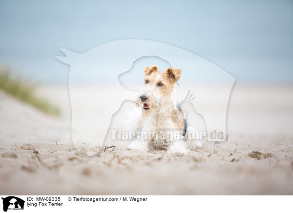 lying Fox Terrier / MW-09335