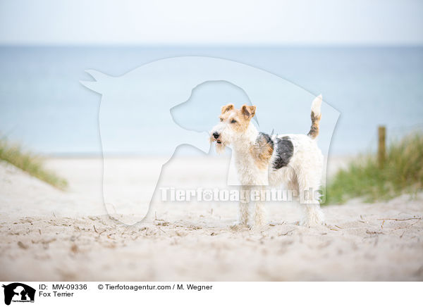Fox Terrier / MW-09336