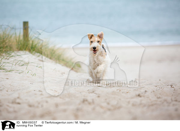 rennender Foxterrier / running Fox Terrier / MW-09337