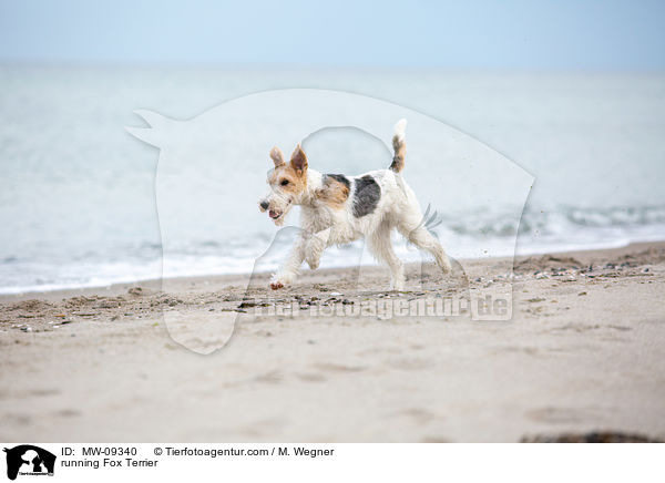 rennender Foxterrier / running Fox Terrier / MW-09340