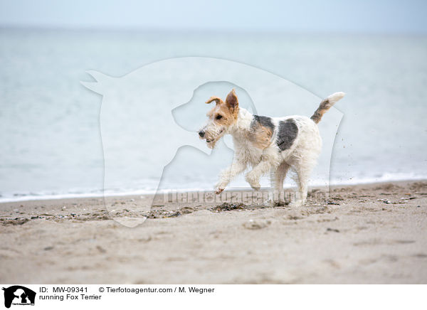 rennender Foxterrier / running Fox Terrier / MW-09341