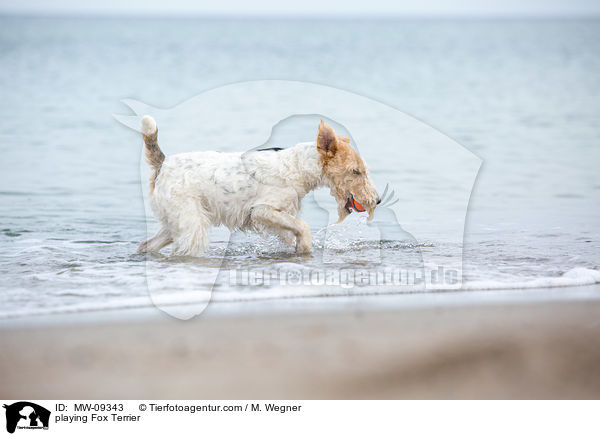 spielender Foxterrier / playing Fox Terrier / MW-09343