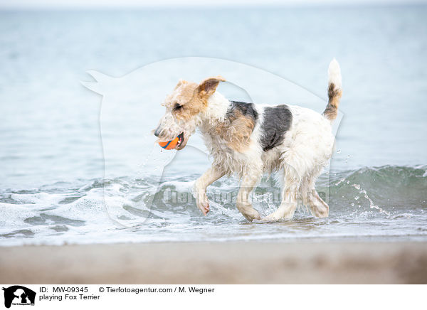 spielender Foxterrier / playing Fox Terrier / MW-09345
