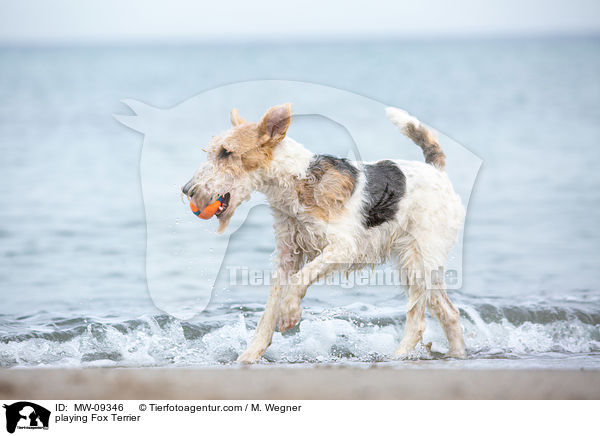 playing Fox Terrier / MW-09346