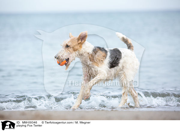 spielender Foxterrier / playing Fox Terrier / MW-09346