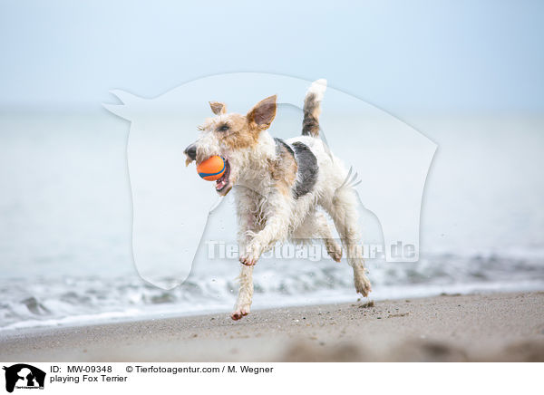 spielender Foxterrier / playing Fox Terrier / MW-09348