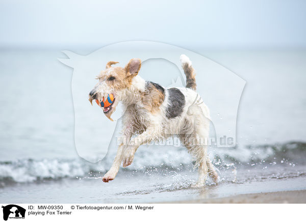 spielender Foxterrier / playing Fox Terrier / MW-09350