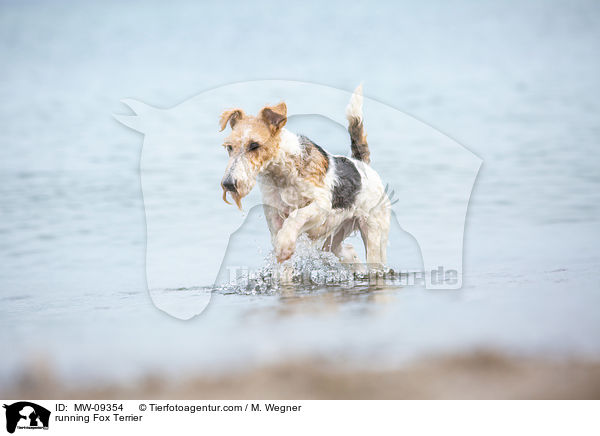 running Fox Terrier / MW-09354