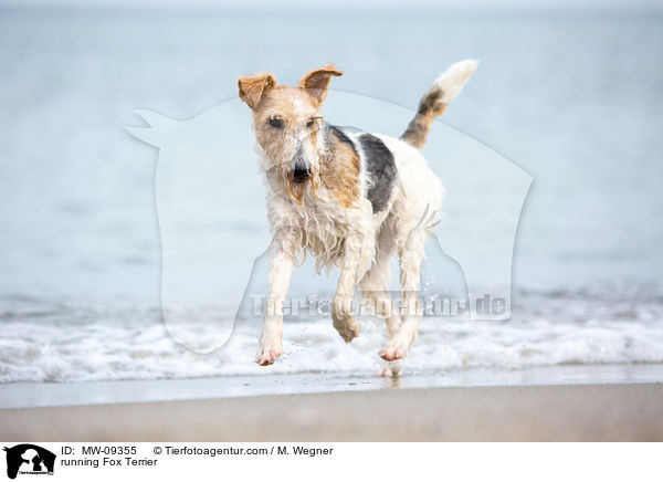 running Fox Terrier / MW-09355