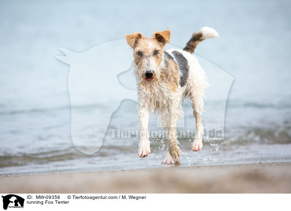running Fox Terrier / MW-09358