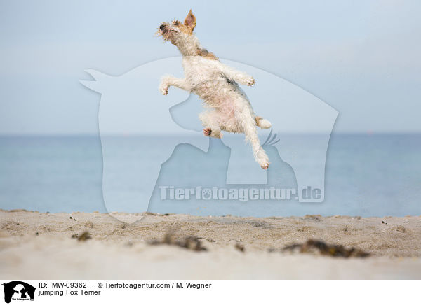 jumping Fox Terrier / MW-09362