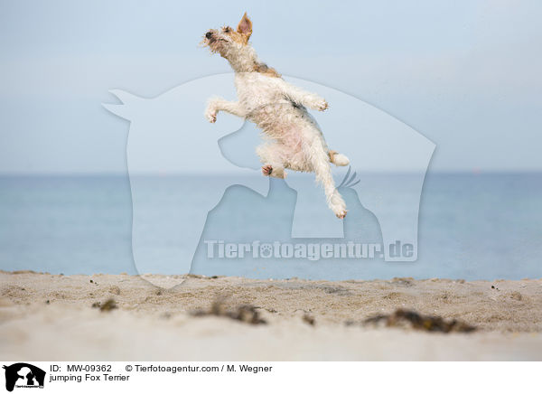 springender Foxterrier / jumping Fox Terrier / MW-09362