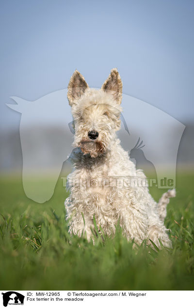 Foxterrier in der Wiese / Fox terrier in the meadow / MW-12965