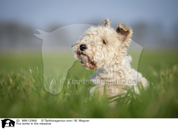 Foxterrier in der Wiese / Fox terrier in the meadow / MW-12968