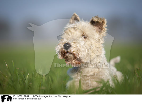 Foxterrier in der Wiese / Fox terrier in the meadow / MW-12969