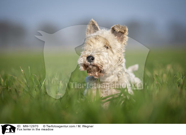 Fox terrier in the meadow / MW-12970
