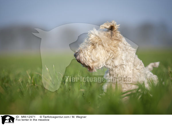 Fox terrier in the meadow / MW-12971
