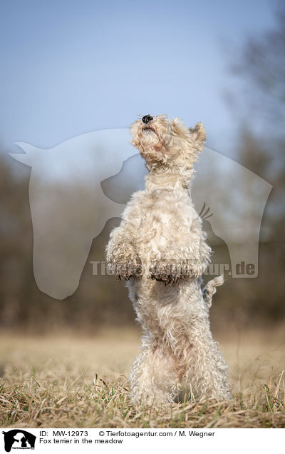 Fox terrier in the meadow / MW-12973