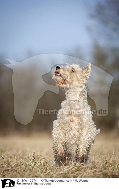 Fox terrier in the meadow / MW-12974