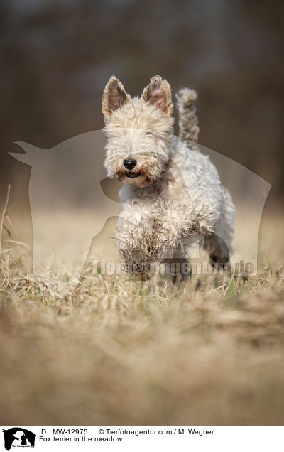 Foxterrier in der Wiese / Fox terrier in the meadow / MW-12975