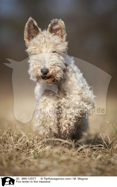 Foxterrier in der Wiese / Fox terrier in the meadow / MW-12977