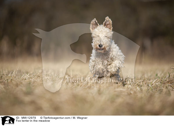 Fox terrier in the meadow / MW-12979