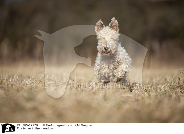 Foxterrier in der Wiese / Fox terrier in the meadow / MW-12979