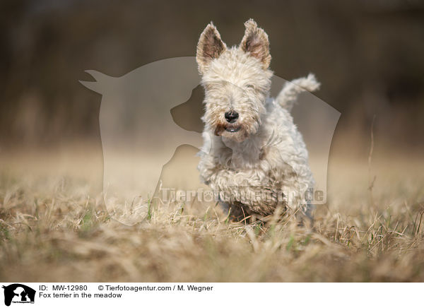 Foxterrier in der Wiese / Fox terrier in the meadow / MW-12980