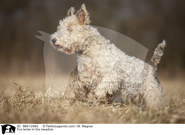 Fox terrier in the meadow / MW-12982