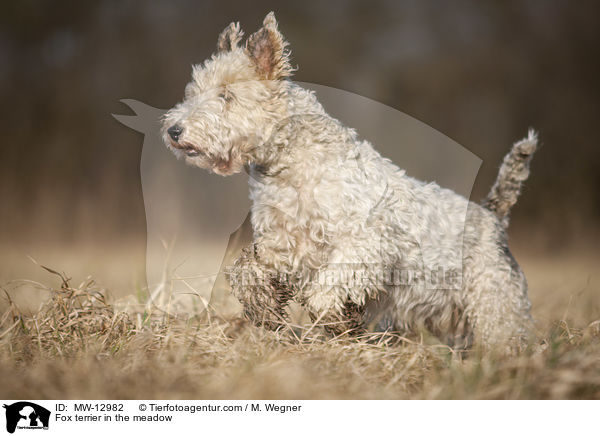 Foxterrier in der Wiese / Fox terrier in the meadow / MW-12982