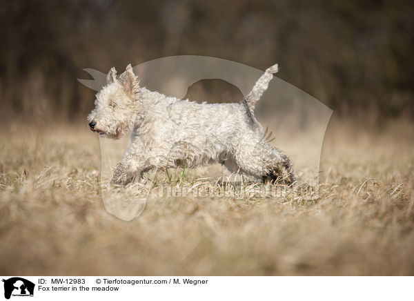 Fox terrier in the meadow / MW-12983