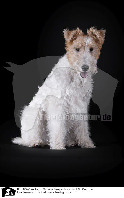 Fox terrier in front of black background / MW-14749