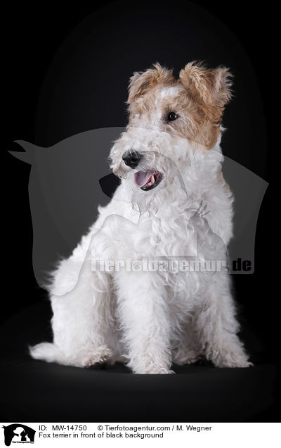 Fox terrier in front of black background / MW-14750