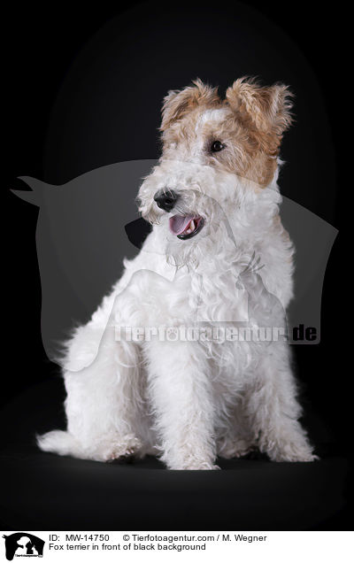 Foxterrier vor schwarzem Hintergrund / Fox terrier in front of black background / MW-14750