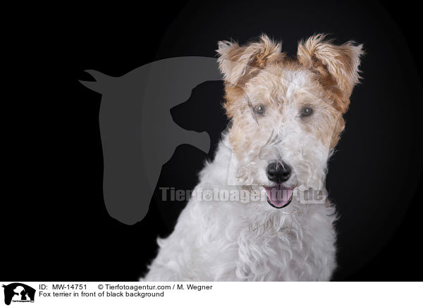 Fox terrier in front of black background / MW-14751