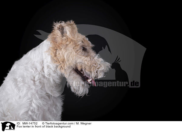 Fox terrier in front of black background / MW-14752