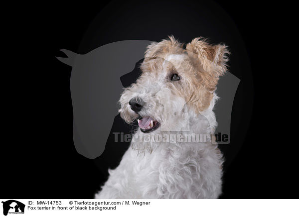 Foxterrier vor schwarzem Hintergrund / Fox terrier in front of black background / MW-14753
