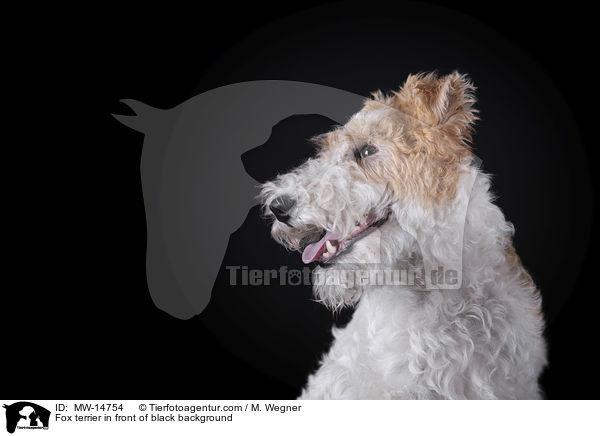 Fox terrier in front of black background / MW-14754