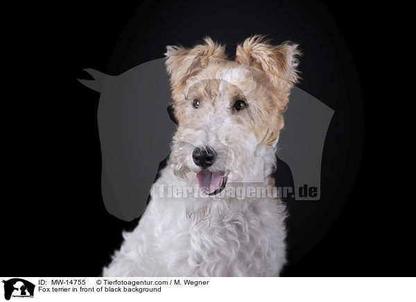 Fox terrier in front of black background / MW-14755