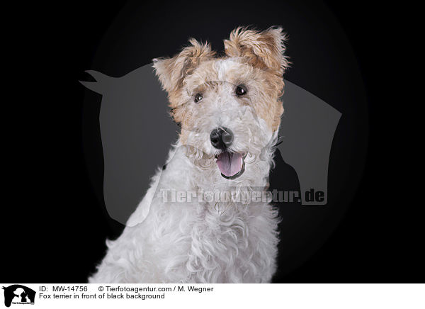 Fox terrier in front of black background / MW-14756