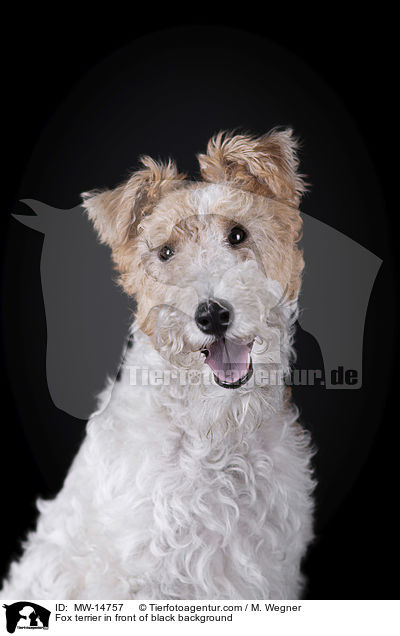 Fox terrier in front of black background / MW-14757